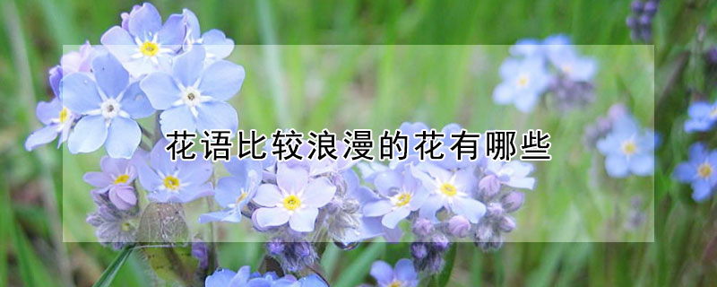 花语比较浪漫的花有哪些