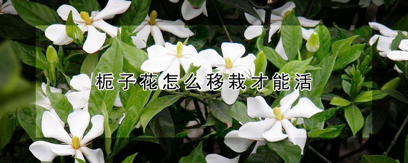 栀子花怎么移栽才能活