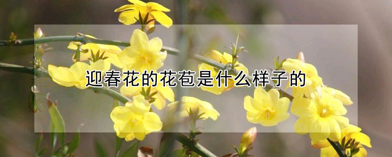 迎春花的花苞是什么样子的