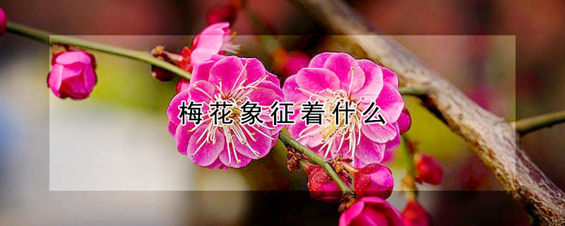 梅花象征着什么