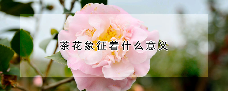 茶花象征着什么意义