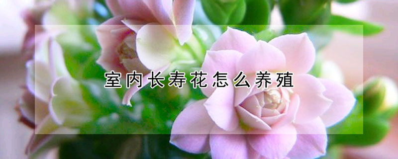 室内长寿花怎么养殖