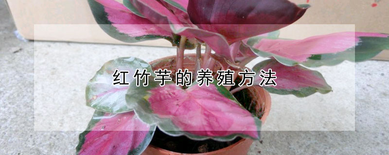 红竹芋的养殖方法