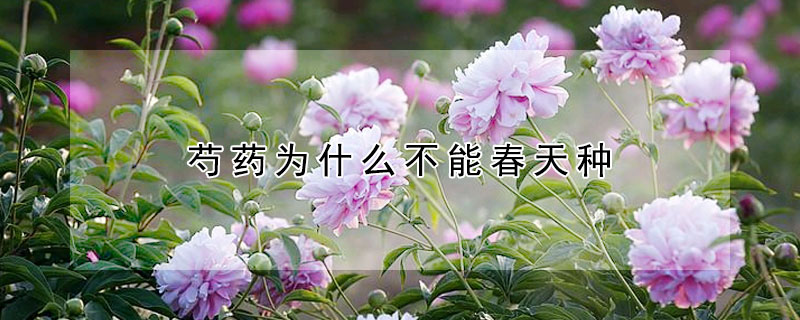 芍药为什么不能春天种