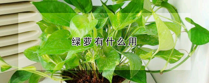 绿萝有什么用