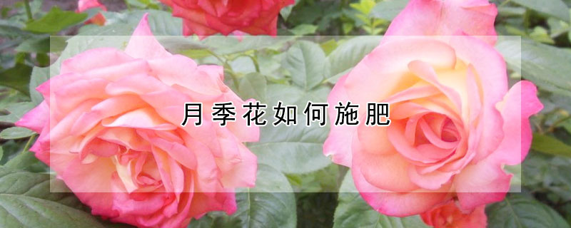 月季花如何施肥