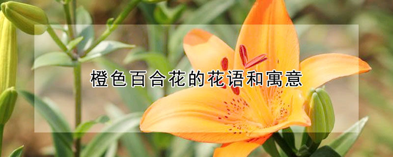 橙色百合花的花语和寓意 发财农业网