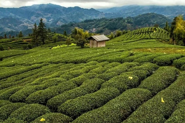 庐山云雾是绿茶吗,庐山云雾是啥茶