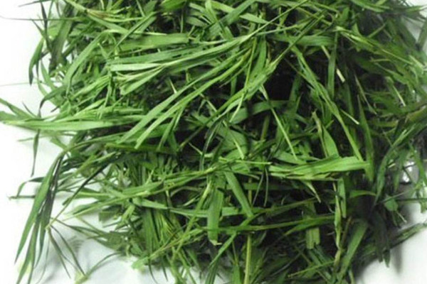竹叶茶是什么茶,竹叶茶是绿茶吗