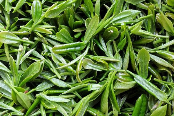 高山茶是红茶还是绿茶,高山茶是什么茶