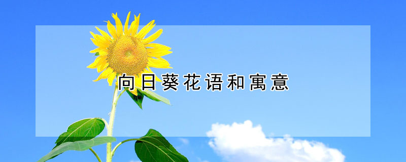 向日葵花语和寓意