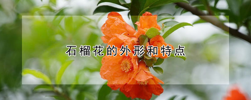 石榴花的外形和特点