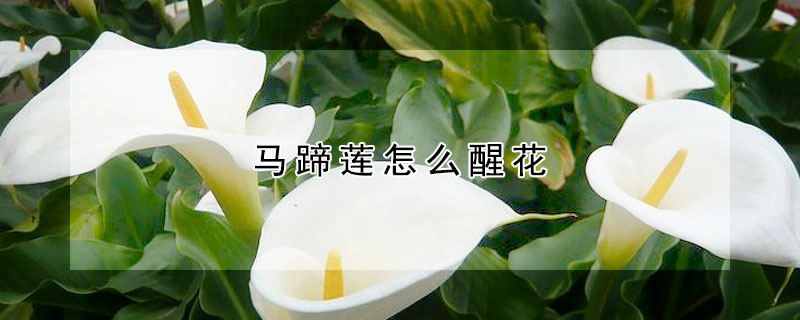 马蹄莲怎么醒花