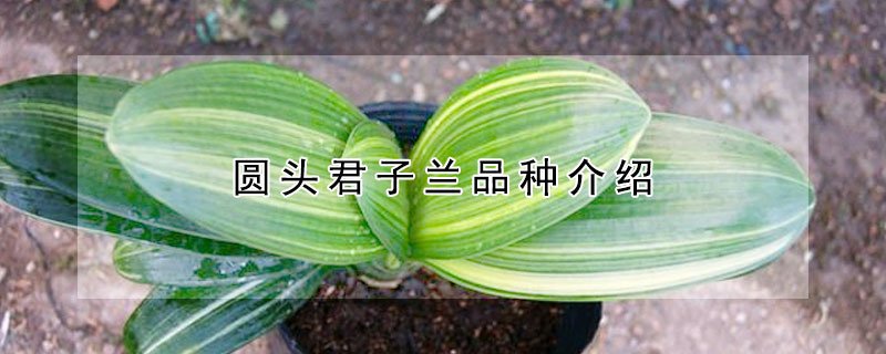 圆头君子兰品种介绍