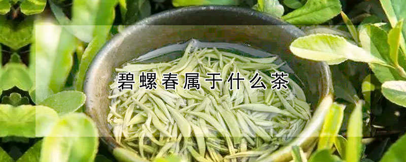 碧螺春属于什么茶