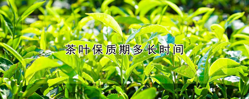 茶叶保质期多长时间