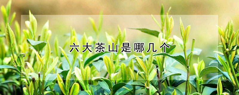 六大茶山是哪几个