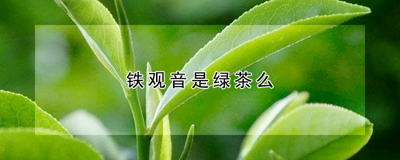 铁观音是绿茶么