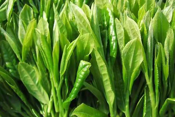明前茶和雨前茶的区别,雨前茶好还是明前茶好
