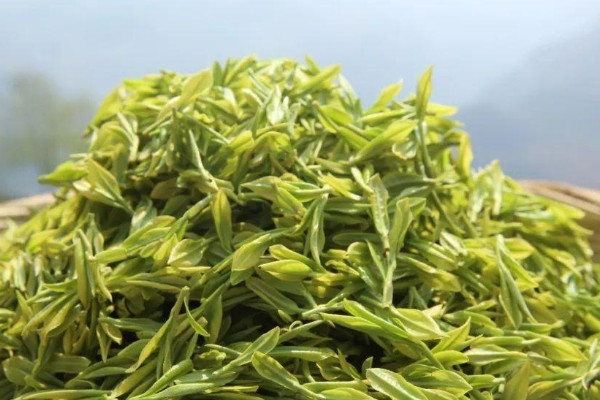 明前茶和雨前茶的区别,雨前茶好还是明前茶好