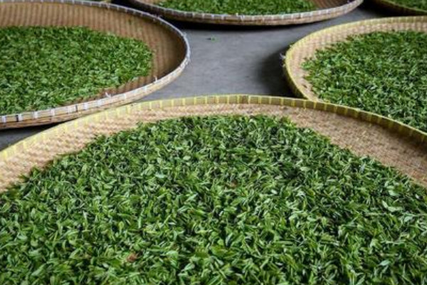 南京雨花茶是什么茶,南京雨花茶属于哪类茶