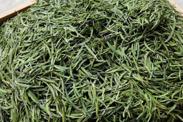 古丈毛尖是什么茶,古丈毛尖属于哪种茶