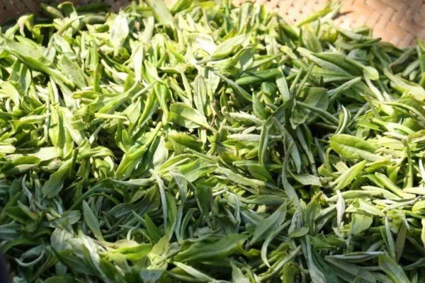 古丈毛尖是什么茶,古丈毛尖属于哪种茶