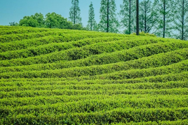 径山茶属于什么茶,径山茶介绍