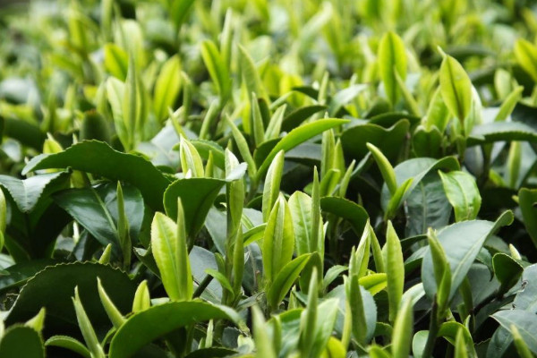 金坛雀舌属于什么茶类,金坛雀舌是什么茶树