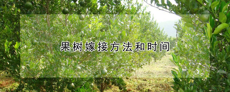 果树嫁接方法和时间 —【发财农业网】