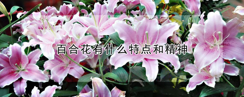 百合花有什么特点和精神