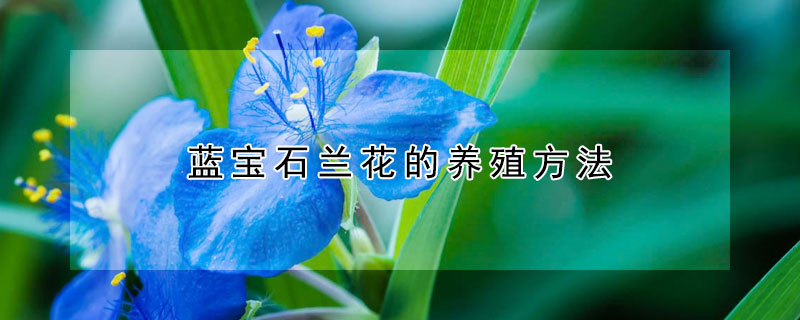 蓝宝石兰花的养殖方法