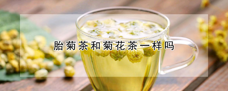 胎菊茶和菊花茶一样吗