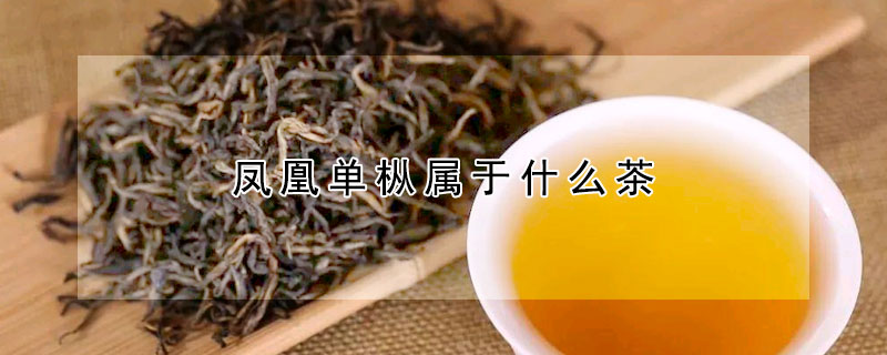 凤凰单枞属于什么茶