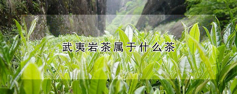 武夷岩茶属于什么茶