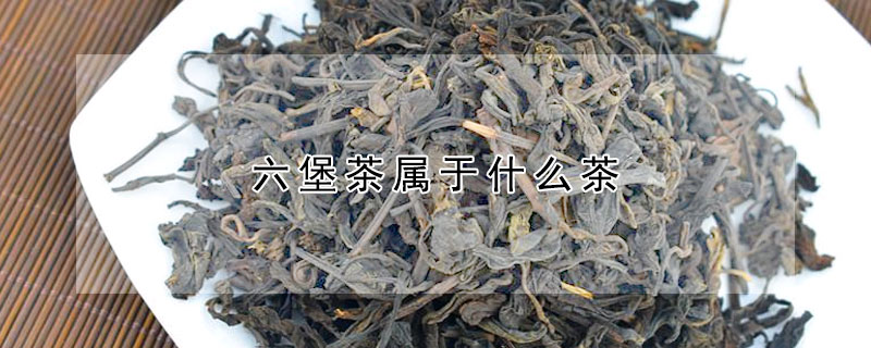 六堡茶属于什么茶