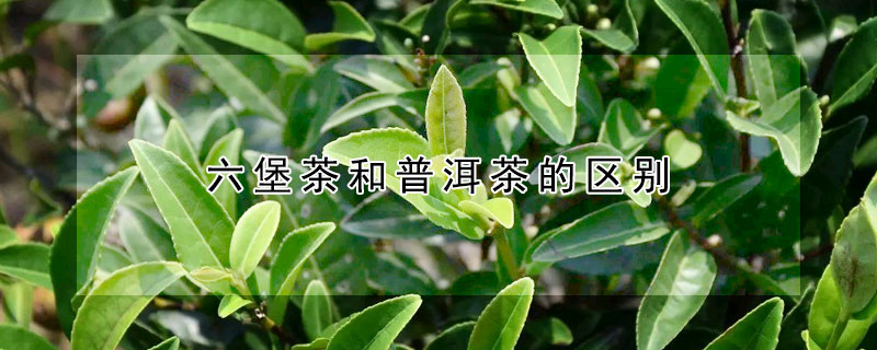 六堡茶和普洱茶的区别