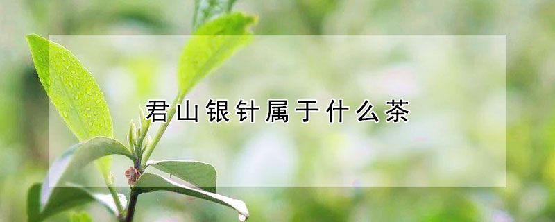 君山银针属于什么茶