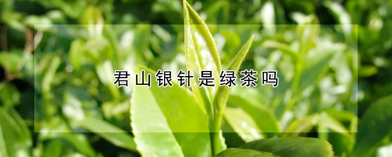 君山银针是绿茶吗