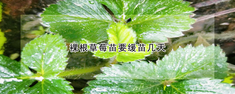 裸根草莓苗要缓苗几天