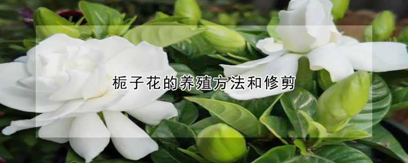 栀子花的养殖方法和修剪