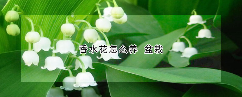 香水花怎么养 盆栽