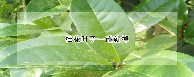 桂花叶子一碰就掉