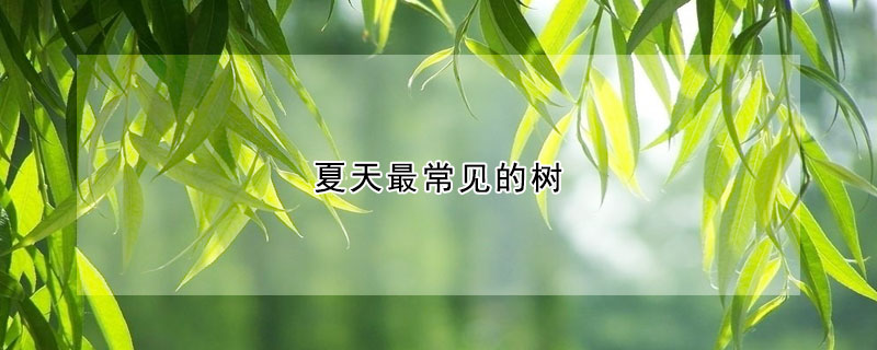 夏天最常见的树