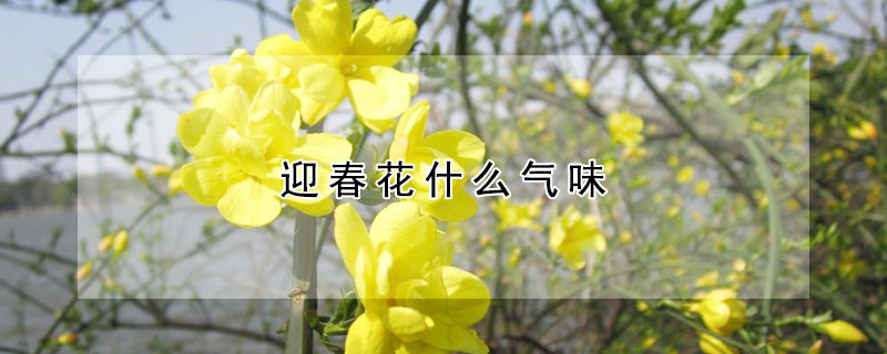 迎春花什么气味