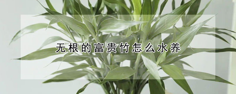 无根的富贵竹怎么水养