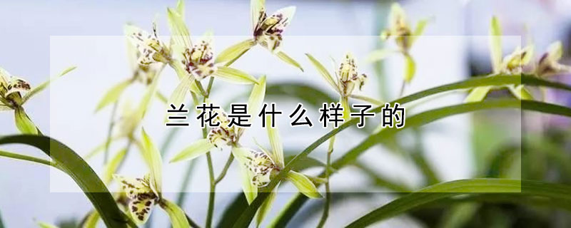 兰花是什么样子的