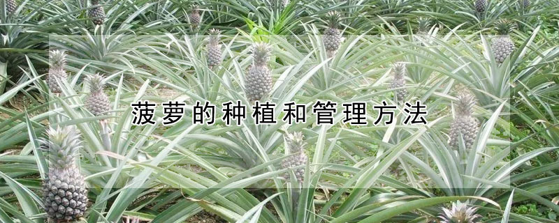 菠萝的种植和管理方法