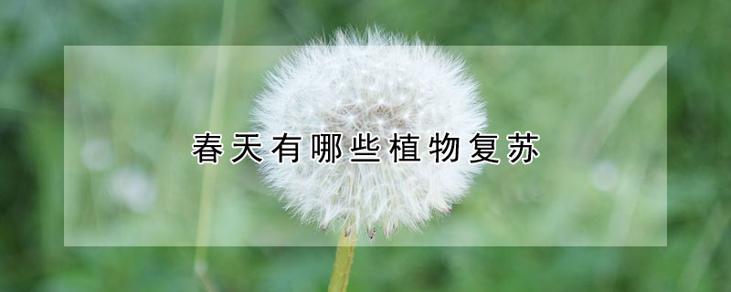 春天有哪些植物复苏