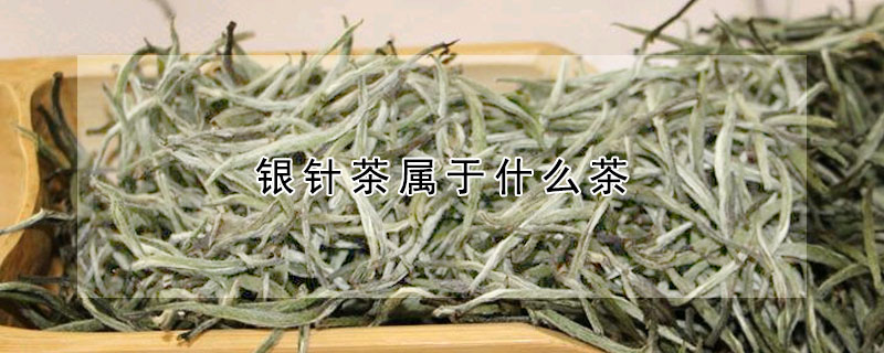 银针茶属于什么茶